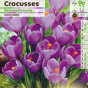 Crocus 'Remmerbranche'